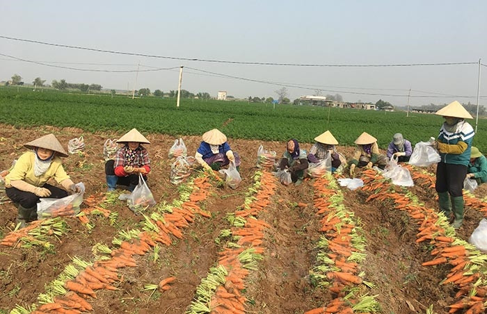 Ngày 15.2, lần đầu tiên Hải Dương tổ chức Lễ hội thu hoạch cà rốt 